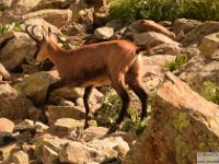 2025-07-27 M. Pelago e Lacs Bessons 110